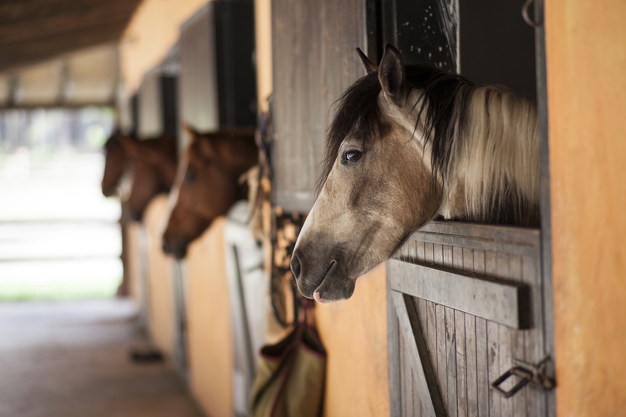 Private Horse Yard To Rent